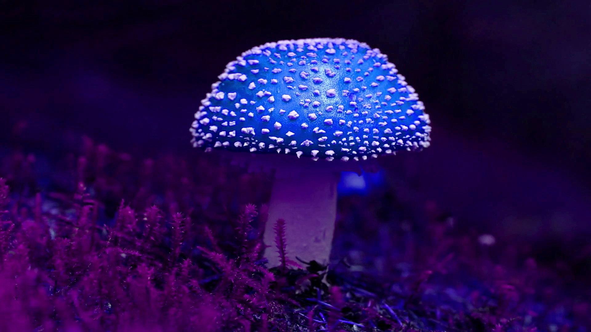 videoblocks-blue-magic-mushroom-hyper-rotating-time-lapse-amanita-muscaria-abstract-psychedelic_bsx7fy7-z_thumbnail-full01.jpg